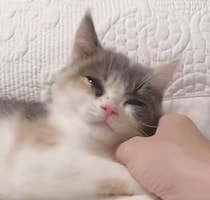 遊びながら電池切れした“ふわふわ綿毛”のような子猫→4才になった今、コミカルな姿がかわいいコに！