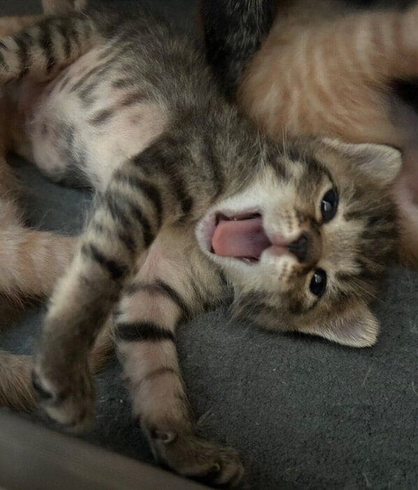 生後2週齢のシャオリーちゃん