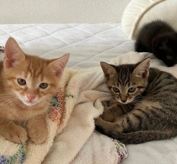 ディオくんとシャオリーちゃん