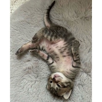 保護した母猫から生まれた子猫、生後まもなく見せた“マイペースぶり”にほっこり！　1才10カ月の今は甘えん坊に