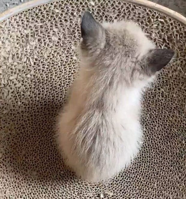 保護当時、生後推定1カ月のおこげちゃん