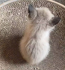“フワフワした落花生”みたいだった「2頭身時代」の保護子猫→2才の今は、飼い主さんだけに甘えるコに成長