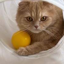 【調査】猫がおもちゃを隠すのはなぜ？　理由と注意点を獣医師が解説