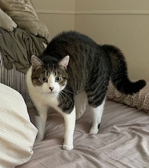 トイレ前に見せた芸術的な“やんのかポーズ”が話題になった愛猫→どんな理由から？獣医師に聞いた
