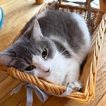 「同居猫のなかで一番の甘えん坊」カゴに横たわる4才猫がかわいすぎた　寝場所を選んだ理由とは？