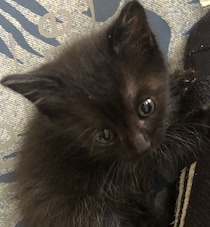 保護して3日目、飼い主さんの足にしがみついていた生後推定1カ月の子猫→6才の今も甘えん坊な姿にほっこり！