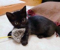 初対面から遊びに誘ってきた生後2カ月の子猫→6年後、新しいものには必ず乗る“チェック係”な姿にクスッ