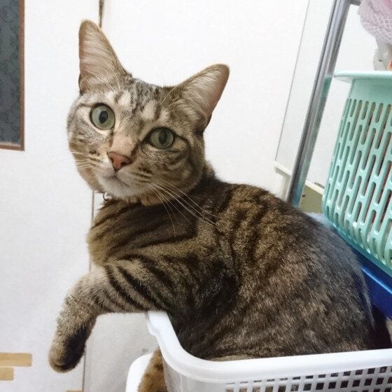 キジトラ