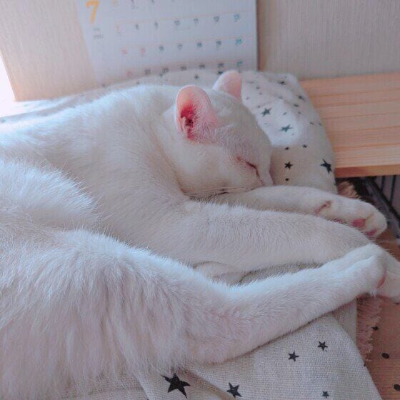 雪月 MIX 白 おやすみ