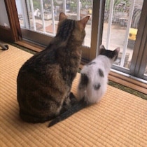 雑種の猫とは　特徴や毛柄の種類・ランキングも