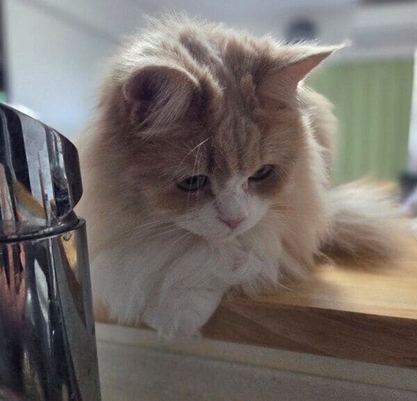 飼い主さんを観察するマシュちゃん
