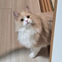 飼い主がキッチンへ向かうとゴハンを中断した猫　「何してるの？」と見に来る姿が愛おしい