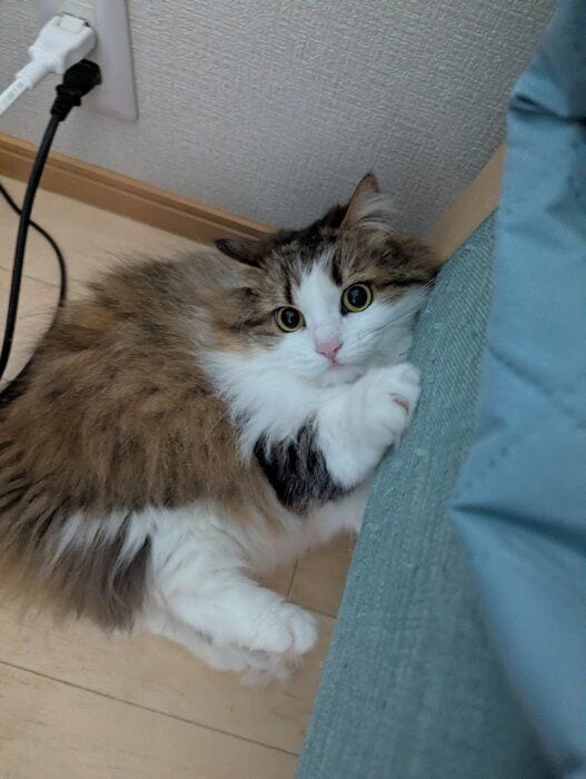 飼い主を見つめるミヌエット