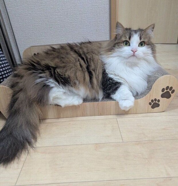 くつろいでいるミヌエット