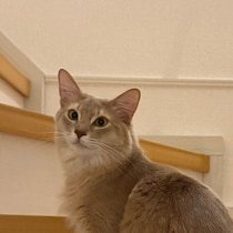 「しっぽ素敵だね！」の言葉に反応する1才のソマリ猫にクスッ「ほこらしげ」「かわいい」と話題