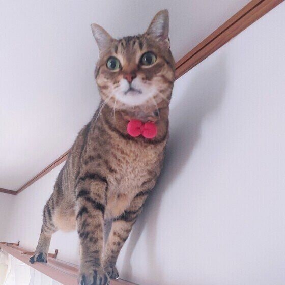 カーテンレールの上に乗る猫