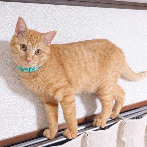 カーテンレールの上に乗る猫
