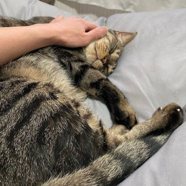 飼い主さんに甘えるゆうくん