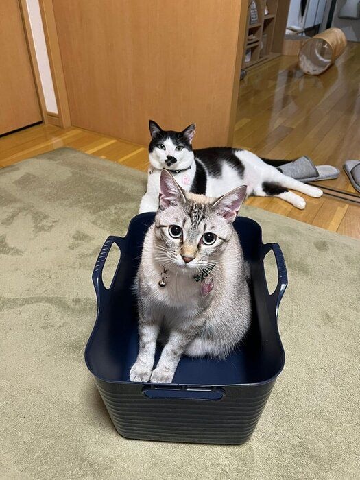 くつろいでいる2匹の猫