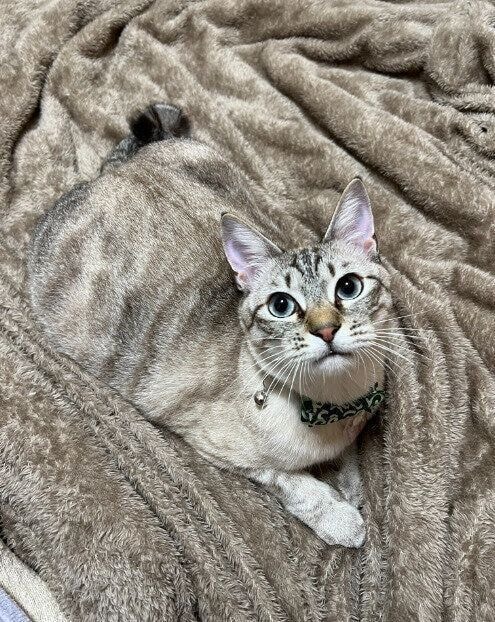 見上げる猫