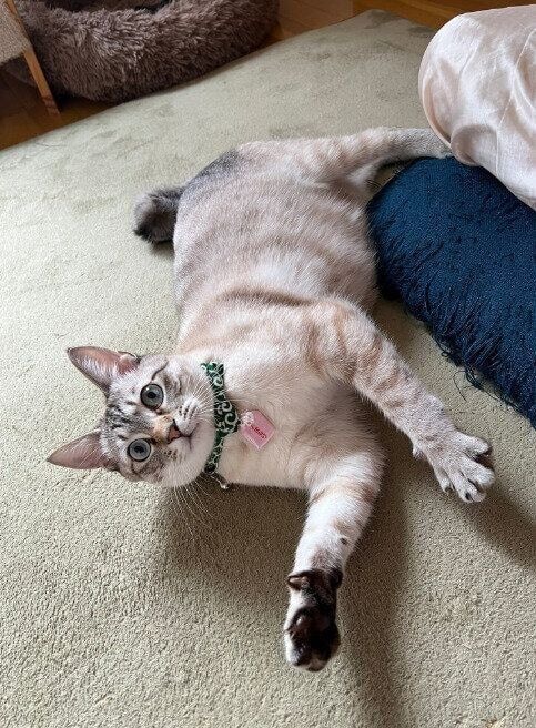 1才になった猫