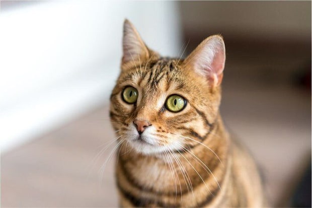 見つめる猫