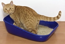 猫がトイレに何度も行くときに考えられる原因　受診を急いだほうがよいケースを獣医師が解説