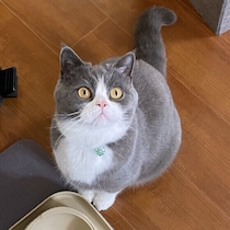 冷房はいつから使うべき？猫が快適に過ごすための夏支度｜獣医師解説