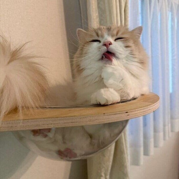 毛づくろいをするねぎまくん