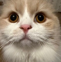 「食べてしまえばこっちのもの」“ゴハンを催促するとき”と“食べ終えたあと”の猫の表情にクスッ