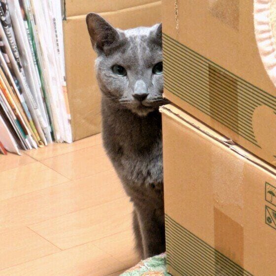 ロシアンブルーのレグルスくん