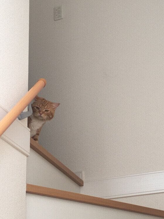 スコティッシュフォールド　あやしいにゃ