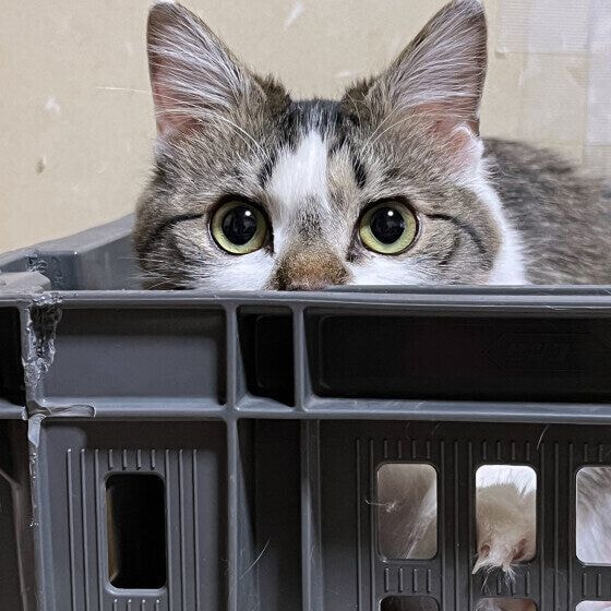 その他の猫種　警戒モード