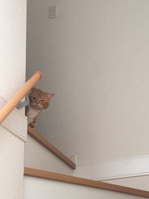 来客時に猫が甘えるのはこんな人！　猫が相手を選ぶ背景を解説！