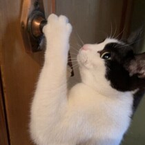 【調査】猫がドアを開けようとするのはなぜ？　理由と注意点を獣医師が解説