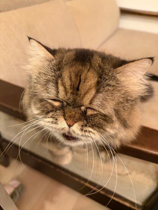 ソファでくつろぐミヌエット