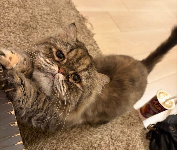 飼い主を見上げるミヌエット