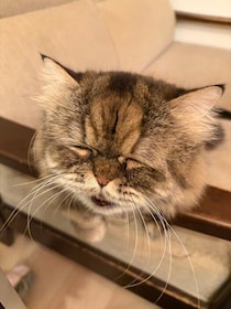 偶然撮れた猫のクシャクシャ顔にクスッ！　「10才くらい老けました？」とツッコミたくなる愛らしい表情に約1.8万“いいね”