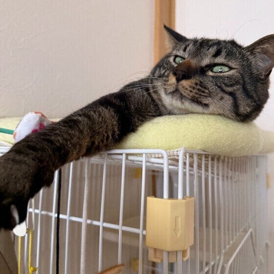 手を伸ばすキジトラ猫