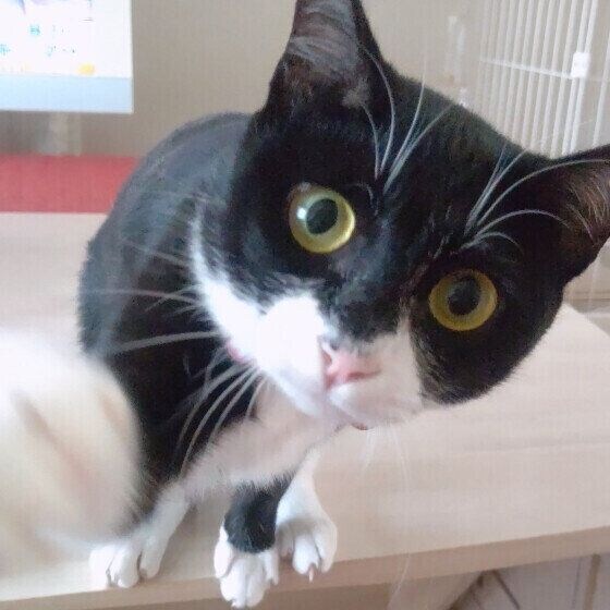 ちょっかいをかけてくる黒白猫