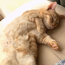 猫が飼い主さんの前で無防備におなかを見せる心理は？　調査＆獣医師解説
