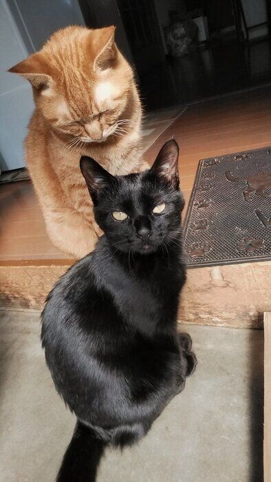 並んで座る2匹の猫