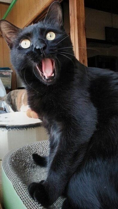 大きく口を開けている猫