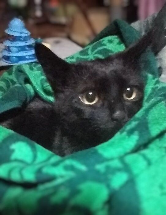 生後6カ月の子猫