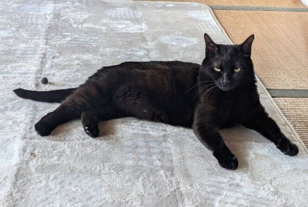  くつろいでいる猫