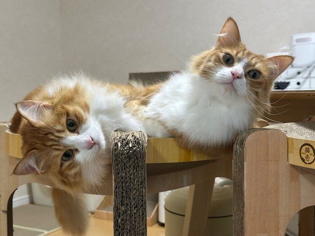 仲良くまったり中の2匹