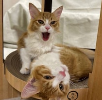 保護猫カフェで出会った兄弟子猫をお迎え→3才になっても変わらぬやんちゃさと深い絆に癒される