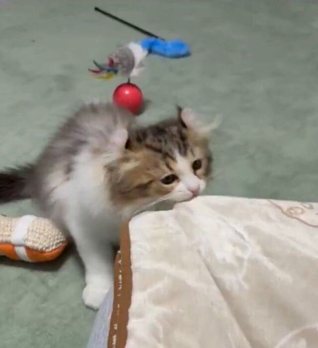 タオル運びをするプティくん。
