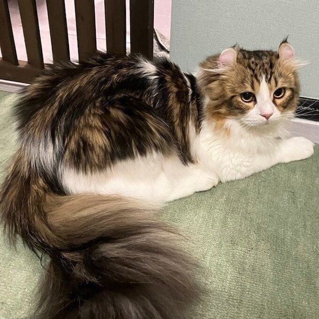 しっぽも大きく成長したプティくん。