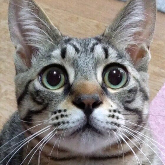 MIXキジトラのうにくん